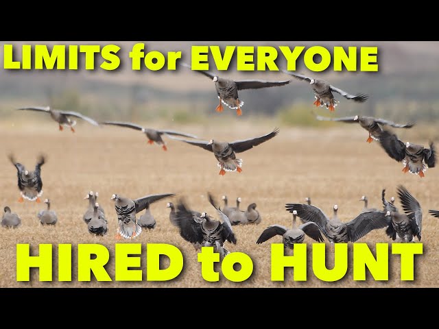 LIMITS for EVERYONE ... Hired to Hunt Season 6: Hunting Limits of Ducks & Geese at Ongaro's.