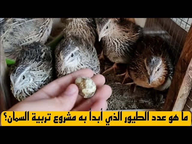 ما هو عدد الطيور الذي أبدأ به مشروع تربية السمان؟ وما هي نصيحتك إلي؟