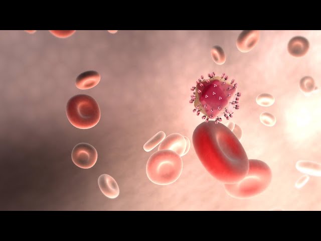 How HIV Affects Your Immune System