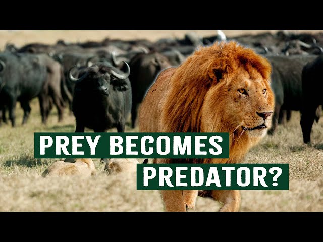 Predators Vs. Nature's Wrath: A Game Of Resilience And Luck | Deadly Game | Apex Predators