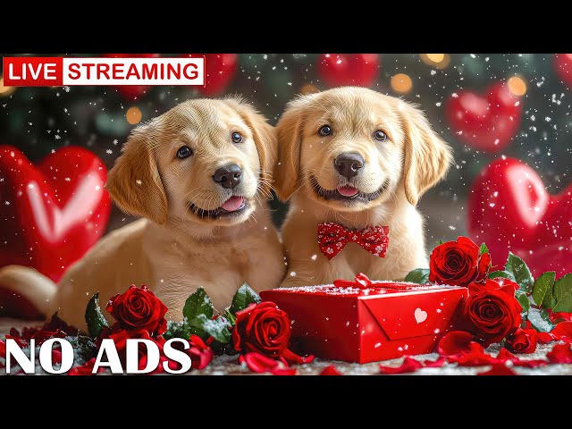 Dogs Calming Music 🌹❤️🐶 Relaxing Valentine Tunes for Peaceful Sleep 🐾 Reducing Separation Anxiety