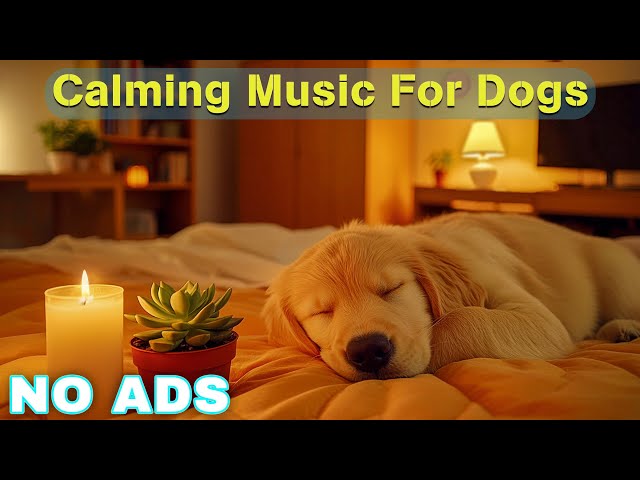 12 HOURS of Relaxing Music For Dogs💖🐶Anti Separation Anxiety Relief🐶💖Pet music🎵 Deep Sleep🐶