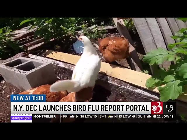 New York DEC launches online portal for reporting bird flu