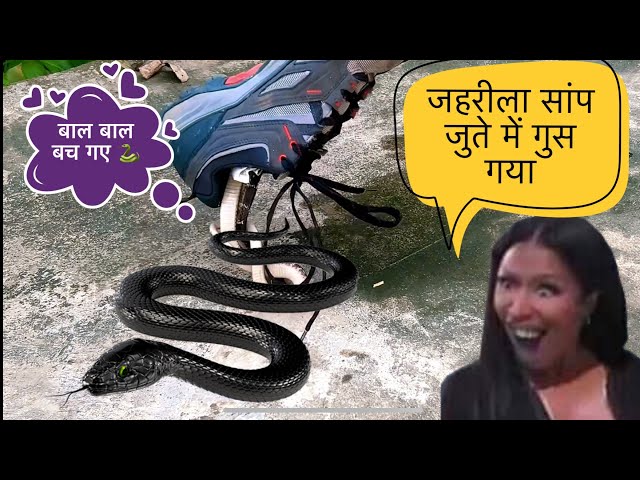 जूते में जहरीला सांप । INDIAN KRAIT most Dangerous snake in INDIA