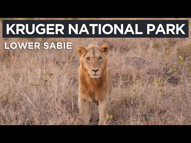 Kruger National Park - LOWER SABIE