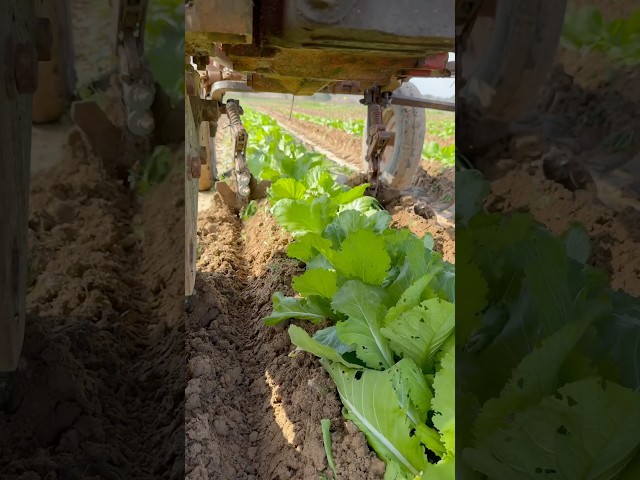 Controlling weeds! #cultivation #mustardgreens #farmlife