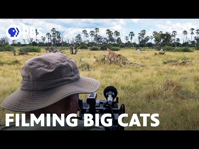 Filming Africa's Three Big Cats