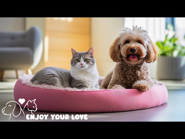 Funny CATS and DOGS, the cutest playtime with relaxing music! - BEST ANIMAL VIDEOS 2025