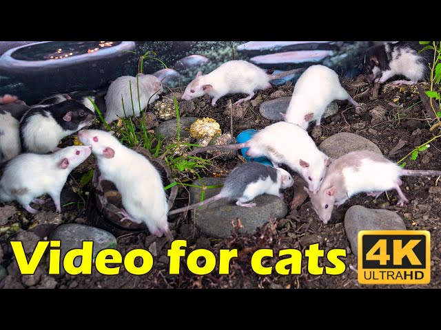 Cat TV: Endless Fun for Cats in Stunning 4K UHD - Mouse Hunt Marathon | Catflix