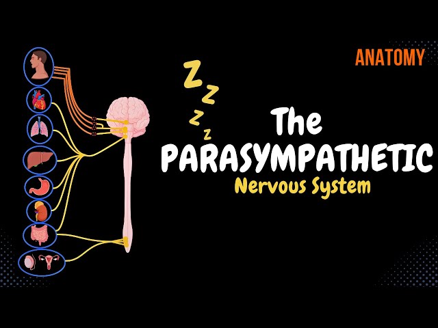 Parasympathetic Nervous System: Animated Scheme (Craniosacral Outflow)