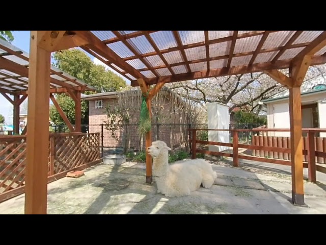 【VR180】東武動物公園「アルパカ」②