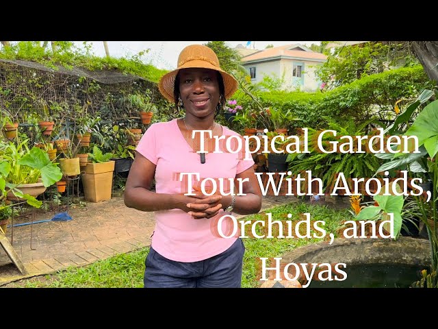 Tropical garden tour in Lagos with tips for growing aroids, hoyas, and orchids.