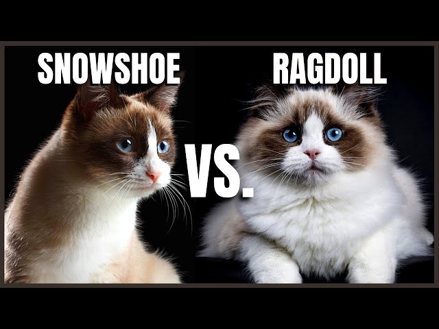 Snowshoe Cat VS. Ragdoll Cat