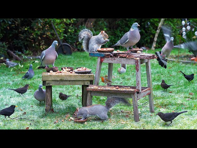 Cat TV ❄️ Birds & Squirrels Feed on Stools as Frost Melts ❄️ Cat entertainment videos 4K HDR