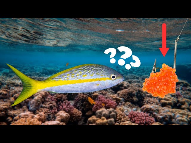 Using EGGS as FISHING BAIT in the ocean