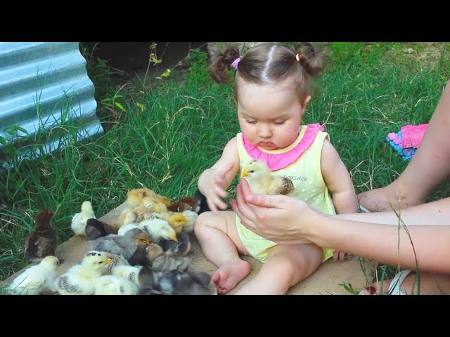 Cute Baby Meeting Chicks for the first time - Babies with Animals