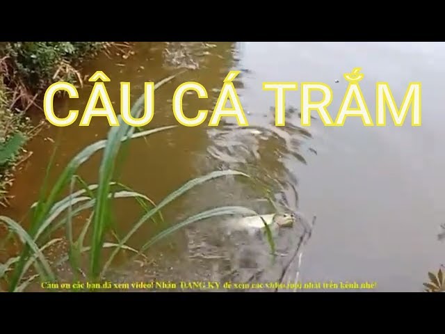 Câu cá trắm bằng lá sắn |Câu cá trắm