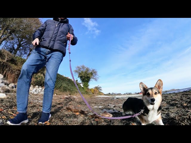 Molly the Corgi på stranden ved Mosede fort 360‘ video