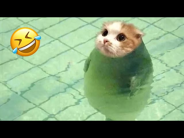 Funniest animals will make you laugh to die 😂 Cute cats and dogs ever 🤣