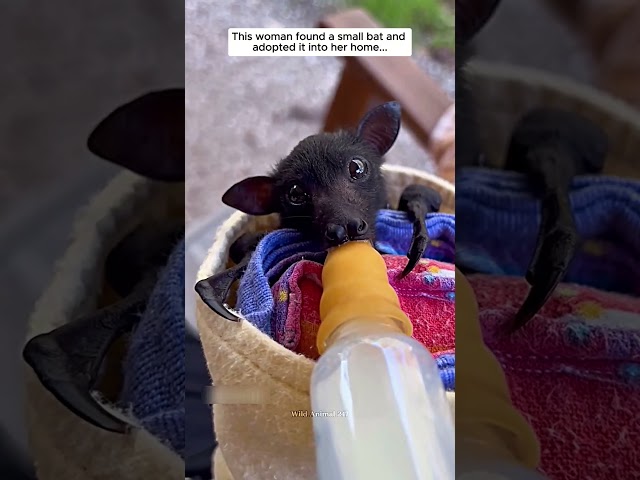 This woman found a small bat and adopted it into her home #bats #shorts