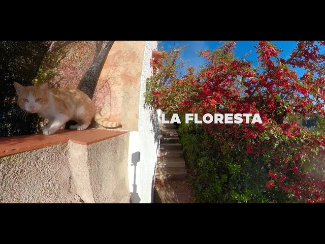 Surprising a cat in the mountain towns of Barcelona. La Floresta. 360 Travel vlog.