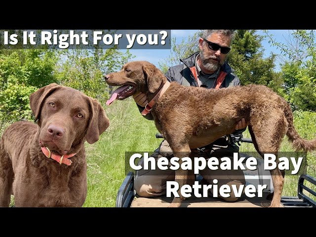 Chesapeake Bay Retriever | Is It Right For You?