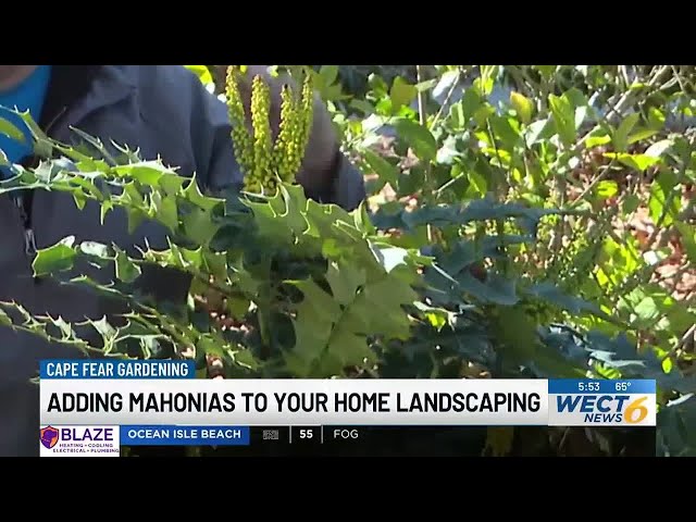 Cape Fear Gardening: Adding mahonias to your home landscaping