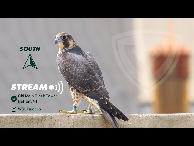 Wayne State University Peregrine Falcon Cam 1 (South) 𓅃🔰