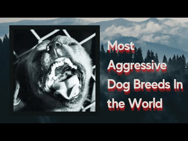 Top 10 Most Aggressive Dog Breeds In the World