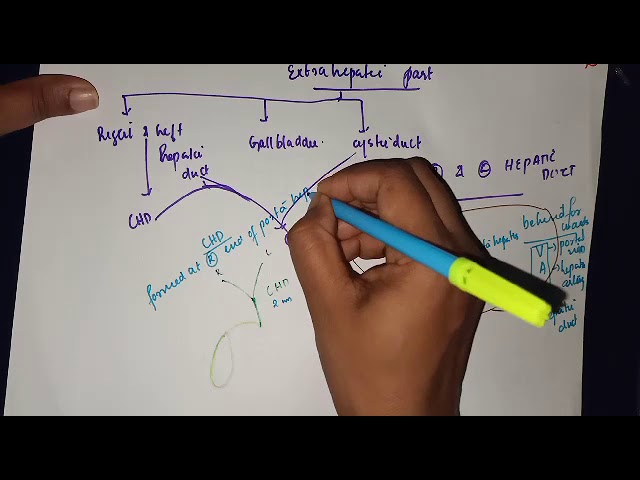 Biliary Apparatus Anatomy