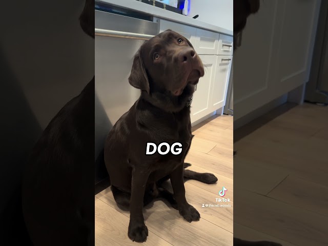 Dogs are the best!! #puppy #labradoretriever #labrador #labpuppy #dogvideos