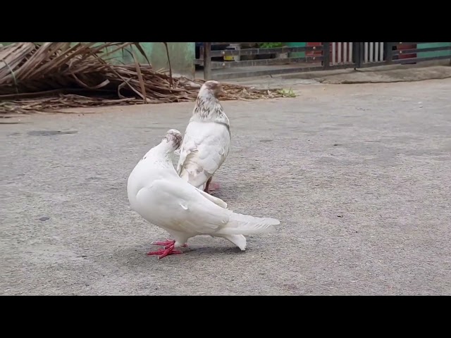 #pigeon #shorts #beautiful pigeon #Bengaluru #karnataka #india