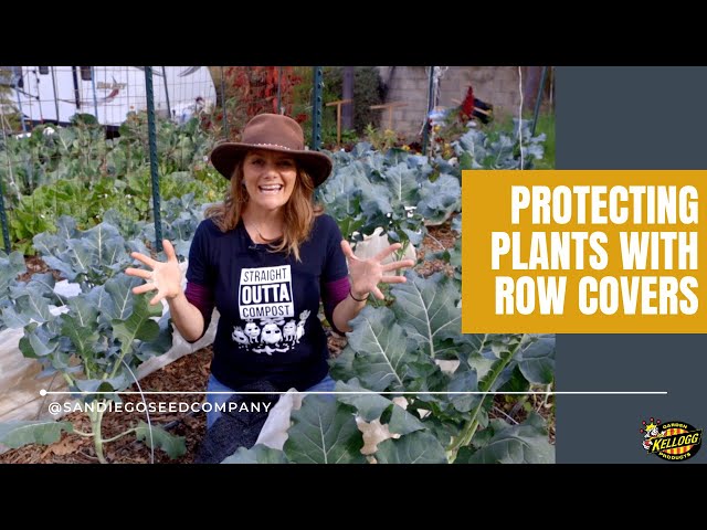 Protecting Plants With Row Covers