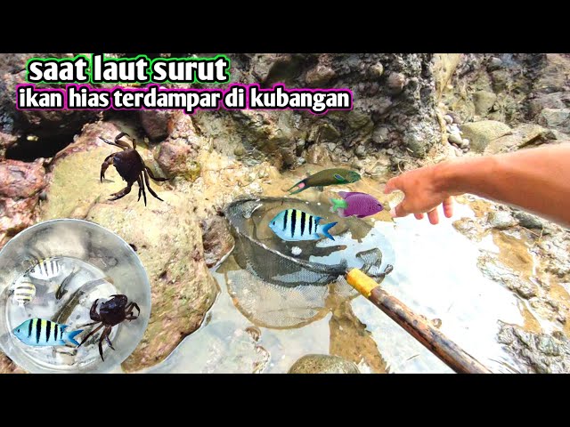 MENCARI IKAN HIAS DI PANTAI