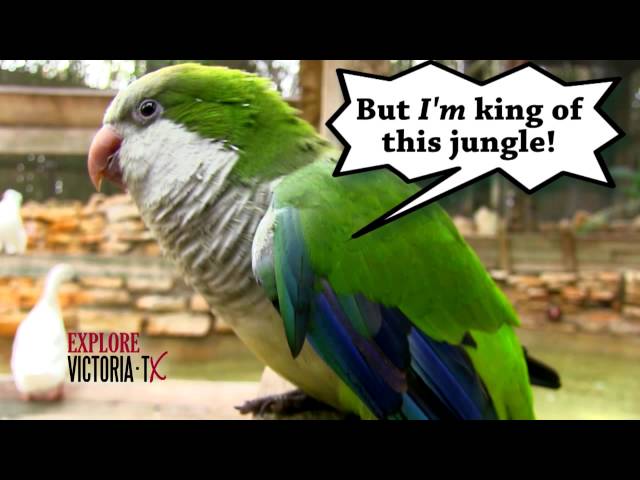 Español - Visit Stevie at the Texas Zoo in Victoria!