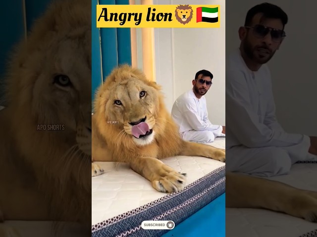 Ep 45 | Dubai 🇦🇪 King 👑 Sheikh Nawab With White Tiger 🐯 Lion 🦁 White Tiger 🐅 #Dubai #shorts