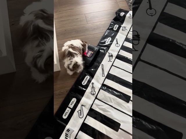 Shih Tzu’s Hilarious Piano Bark Performance! 🎹🐾 Don’t Miss This! Excitement or Scared !!! #shiztzu