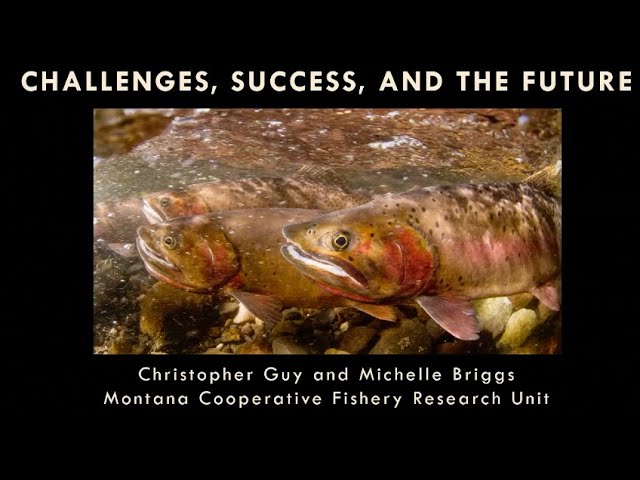 Conserving Yellowstone cutthroat trout in Yellowstone National Park: Challenges, Success, & Future