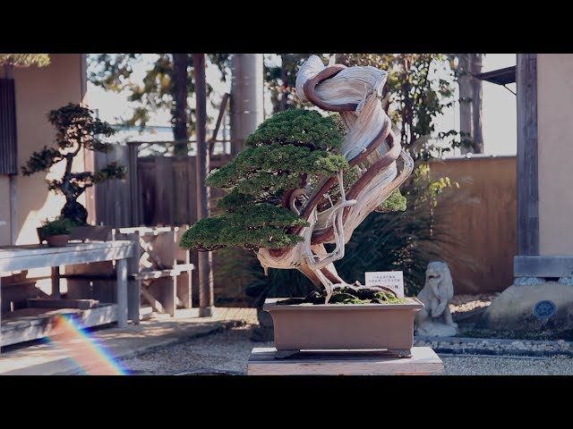 Uchiku-tei Bonsai garden (S-Cube)