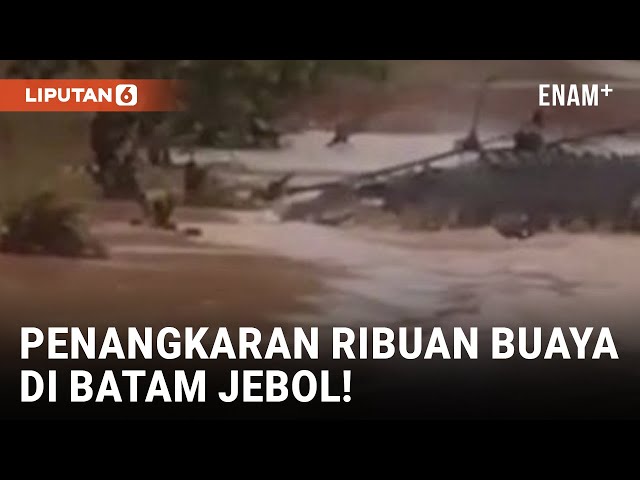 Geger! Penangkaran Buaya Jebol akibat Tanah Longsor di Batam | Liputan6