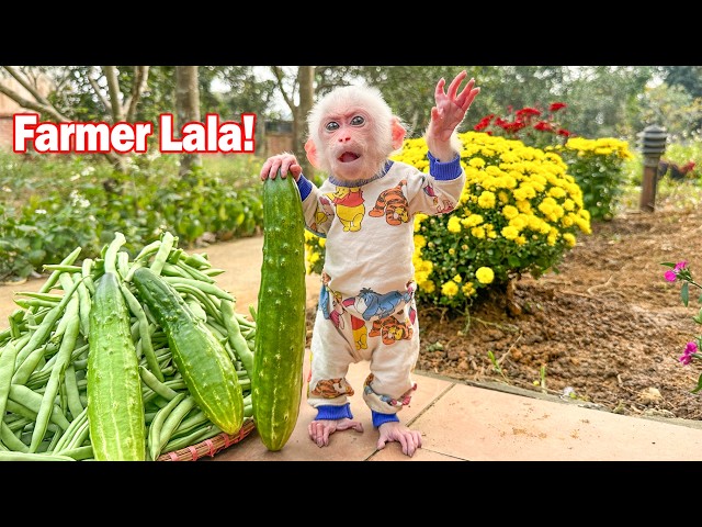 Lala helps Mom harvest green beans and suddenly discovers a big cucumber!