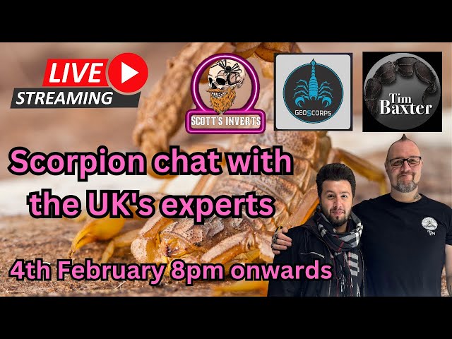 Live with the uk's leading scorpion expertss