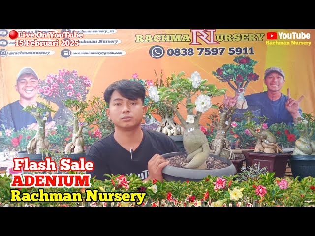 🔴Live Flash Sale Adenium Bunga Tumpuk dan Karakter (15 Februari 2025) #rachmannursery #adenium