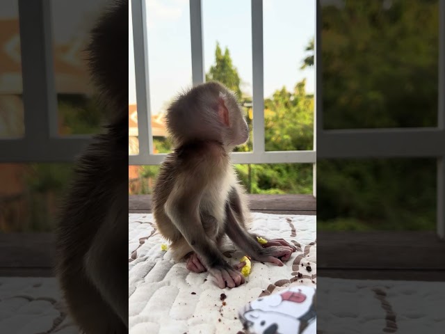 baby monkey so adorable  #baby #happy #cute #baby #shorts