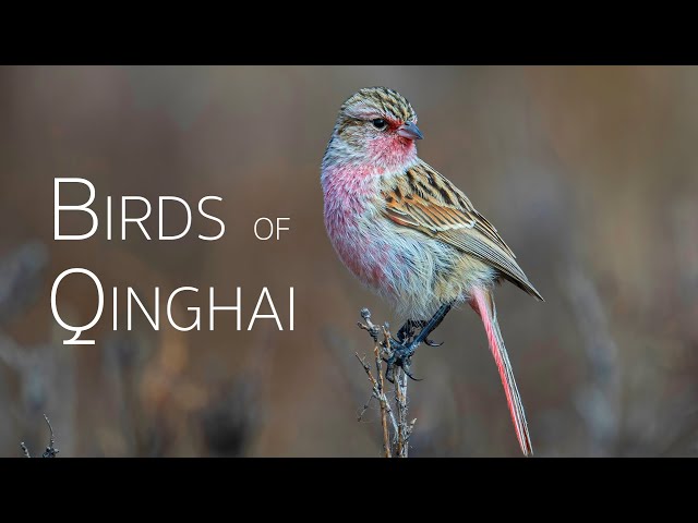 Birding Between Plateaus and Glaciers in Qinghai | Birds of China