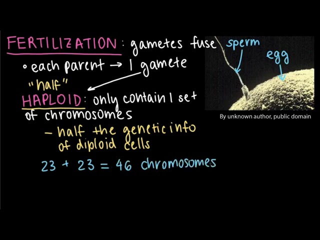 Sexual reproduction and genetic variation 1