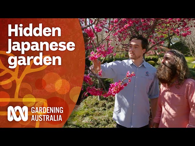 Exploring a hidden Japanese garden in Sydney | Garden Design and Inspiration | Gardening Australia