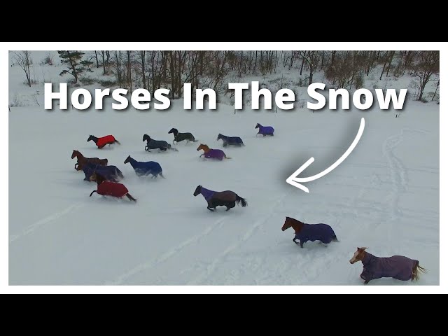 TOURING OUR HORSE STABLE IN THE SNOW