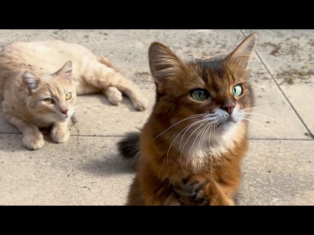 Impossibly Cute: Summer’s Best Date With the Peach Kitty Yet! 🐈 #cutecats #catlife