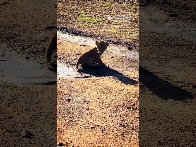 Baby Lion Chirps Calling Its Mother